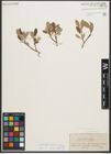 Foto von Salix reticulata L. x Salix waldsteiniana Willd.